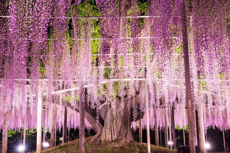 cây hoa tử đằng cổ thụ tại công viên Ashikaga cây hoa tử đằng cổ thụ tại công viên Ashikaga
